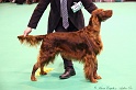 Crufts2011_2 136